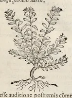 Picture 24 of 28 from Nova Stirpivm adversaria : perfacilis vestigatio, lvcvlentaquv accessio ad priscorum, praesertim Dioscoridis, & recentiorum, materiam medicam (1576), leaf 416
