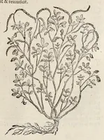 Picture 25 of 28 from Nova Stirpivm adversaria : perfacilis vestigatio, lvcvlentaquv accessio ad priscorum, praesertim Dioscoridis, & recentiorum, materiam medicam (1576), leaf 416