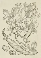 Picture 26 of 28 from Nova Stirpivm adversaria : perfacilis vestigatio, lvcvlentaquv accessio ad priscorum, praesertim Dioscoridis, & recentiorum, materiam medicam (1576), leaf 423