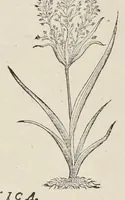 An illustration from Nova Stirpivm adversaria : perfacilis vestigatio, lvcvlentaquv accessio ad priscorum, praesertim Dioscoridis, & recentiorum, materiam medicam (1576)