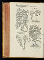 An illustration from Nova Stirpivm adversaria : perfacilis vestigatio, lvcvlentaquv accessio ad priscorum, praesertim Dioscoridis, & recentiorum, materiam medicam (1576)