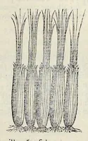 Picture 5 of 28 from Nova Stirpivm adversaria : perfacilis vestigatio, lvcvlentaquv accessio ad priscorum, praesertim Dioscoridis, & recentiorum, materiam medicam (1576), leaf 52