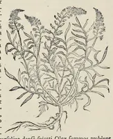 Picture 7 of 28 from Nova Stirpivm adversaria : perfacilis vestigatio, lvcvlentaquv accessio ad priscorum, praesertim Dioscoridis, & recentiorum, materiam medicam (1576), leaf 85