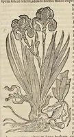An illustration from Opera Ioan. Goropii Becani : hactenus in lucem non edita : nempe, Hermathena, Hieroglyphica, Vertvmnvs, Gallica, Francica, Hispanica (1580)