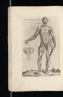 Picture 17 of 23 from Tables anatomiqves, avec les povrtraicts et declaration d'iceulx : ensemble vn denombrement de cinq cens maladies diuerses ... (1586), leaf 101