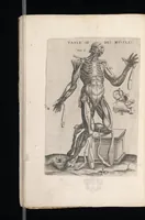 Picture 19 of 23 from Tables anatomiqves, avec les povrtraicts et declaration d'iceulx : ensemble vn denombrement de cinq cens maladies diuerses ... (1586), leaf 105