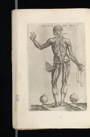 Picture 21 of 23 from Tables anatomiqves, avec les povrtraicts et declaration d'iceulx : ensemble vn denombrement de cinq cens maladies diuerses ... (1586), leaf 109