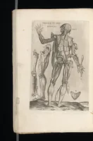 An illustration from Tables anatomiqves, avec les povrtraicts et declaration d'iceulx : ensemble vn denombrement de cinq cens maladies diuerses ... (1586)