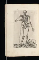 Picture 3 of 23 from Tables anatomiqves, avec les povrtraicts et declaration d'iceulx : ensemble vn denombrement de cinq cens maladies diuerses ... (1586), leaf 35