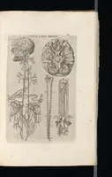 An illustration from Tables anatomiqves, avec les povrtraicts et declaration d'iceulx : ensemble vn denombrement de cinq cens maladies diuerses ... (1586)