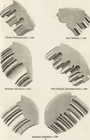 Picture 211 of 323 from An attempt to discriminate the styles of architecture in England : from the Conquest to the Reformation ; with a sketch of the Grecian and Roman orders /by the late Thomas Rickman (1881), leaf 262