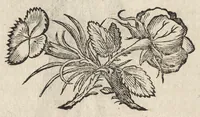 An illustration from Il torneo di Bonauentura Pistofilo nobile ferrarese, dottor di legge e caualiere, nel Teatro di Pallade dell'ordine militare et accademico (1627)
