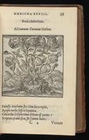 An illustration from Hadriani Iunii medici Emblemata : eiusdem ænigmatum libellus (1569)