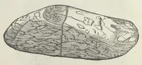 An illustration from Vlyssis Aldrouandi patricii Bononiensis Musaeum metallicum in libros IIII distributum (1648)