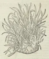An illustration from Vlyssis Aldrouandi patricii Bononiensis Musaeum metallicum in libros IIII distributum (1648)