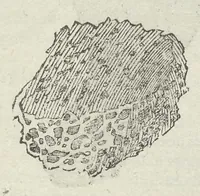 Picture 6 of 45 from Vlyssis Aldrouandi patricii Bononiensis Musaeum metallicum in libros IIII distributum (1648), leaf 184