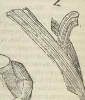 Picture 10 of 45 from Vlyssis Aldrouandi patricii Bononiensis Musaeum metallicum in libros IIII distributum (1648), leaf 319