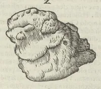 Picture 11 of 45 from Vlyssis Aldrouandi patricii Bononiensis Musaeum metallicum in libros IIII distributum (1648), leaf 348