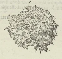 An illustration from Vlyssis Aldrouandi patricii Bononiensis Musaeum metallicum in libros IIII distributum (1648)