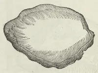 Picture 13 of 45 from Vlyssis Aldrouandi patricii Bononiensis Musaeum metallicum in libros IIII distributum (1648), leaf 469