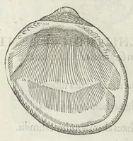 An illustration from Vlyssis Aldrouandi patricii Bononiensis Musaeum metallicum in libros IIII distributum (1648)