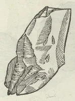 Picture 15 of 45 from Vlyssis Aldrouandi patricii Bononiensis Musaeum metallicum in libros IIII distributum (1648), leaf 490