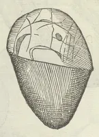 Picture 16 of 45 from Vlyssis Aldrouandi patricii Bononiensis Musaeum metallicum in libros IIII distributum (1648), leaf 513