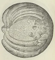 An illustration from Vlyssis Aldrouandi patricii Bononiensis Musaeum metallicum in libros IIII distributum (1648)