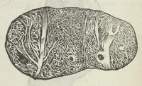 Picture 18 of 45 from Vlyssis Aldrouandi patricii Bononiensis Musaeum metallicum in libros IIII distributum (1648), leaf 537