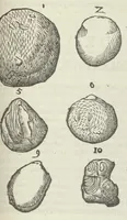 An illustration from Vlyssis Aldrouandi patricii Bononiensis Musaeum metallicum in libros IIII distributum (1648)