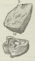 Picture 21 of 45 from Vlyssis Aldrouandi patricii Bononiensis Musaeum metallicum in libros IIII distributum (1648), leaf 608
