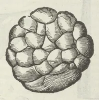 Picture 23 of 45 from Vlyssis Aldrouandi patricii Bononiensis Musaeum metallicum in libros IIII distributum (1648), leaf 666