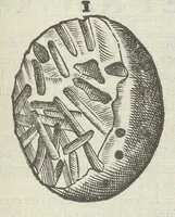 Picture 24 of 45 from Vlyssis Aldrouandi patricii Bononiensis Musaeum metallicum in libros IIII distributum (1648), leaf 696