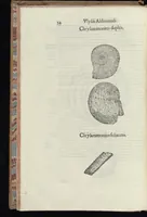Picture 2 of 45 from Vlyssis Aldrouandi patricii Bononiensis Musaeum metallicum in libros IIII distributum (1648), leaf 71
