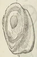 An illustration from Vlyssis Aldrouandi patricii Bononiensis Musaeum metallicum in libros IIII distributum (1648)