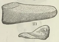 An illustration from Vlyssis Aldrouandi patricii Bononiensis Musaeum metallicum in libros IIII distributum (1648)