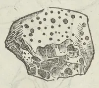 Picture 30 of 45 from Vlyssis Aldrouandi patricii Bononiensis Musaeum metallicum in libros IIII distributum (1648), leaf 777