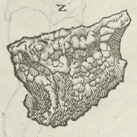 An illustration from Vlyssis Aldrouandi patricii Bononiensis Musaeum metallicum in libros IIII distributum (1648)