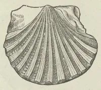 Picture 37 of 45 from Vlyssis Aldrouandi patricii Bononiensis Musaeum metallicum in libros IIII distributum (1648), leaf 850