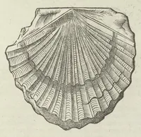 Picture 38 of 45 from Vlyssis Aldrouandi patricii Bononiensis Musaeum metallicum in libros IIII distributum (1648), leaf 850