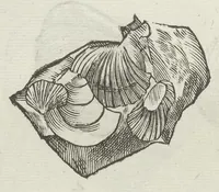 An illustration from Vlyssis Aldrouandi patricii Bononiensis Musaeum metallicum in libros IIII distributum (1648)