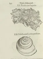 An illustration from Vlyssis Aldrouandi patricii Bononiensis Musaeum metallicum in libros IIII distributum (1648)