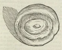 An illustration from Vlyssis Aldrouandi patricii Bononiensis Musaeum metallicum in libros IIII distributum (1648)