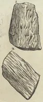 An illustration from Vlyssis Aldrouandi patricii Bononiensis Musaeum metallicum in libros IIII distributum (1648)