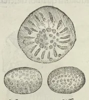 Picture 43 of 45 from Vlyssis Aldrouandi patricii Bononiensis Musaeum metallicum in libros IIII distributum (1648), leaf 895