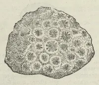 An illustration from Vlyssis Aldrouandi patricii Bononiensis Musaeum metallicum in libros IIII distributum (1648)