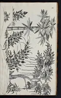 An illustration from A treatise of japaning and varnishing : being a compleat discovery of those arts, with the best way of making all sorts of varnish for japan, wood, prints, or pictures : the method of guilding, burnishing, and lackering, with the art of guilding, separating, and refining metals and of painting mezzo-tinto-prints : also rules for counterfeiting tortoise-shell, and marble, and for staining or dying wood, ivory, and horn : together with above an hundred distinct patterns for japan-work, in imitation of the indians, for tables, stands, frames, cabinets, boxes, &c. (1688)