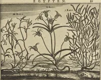An illustration from Naukeurige beschrijvinge der Afrikaensche gewesten van Egypten, Barbaryen, Libyen, Biledulgerid, Negroslant, Guinea, Ethiopiën, Abyssinie ... : getrokken uit verscheyde hedendaegse lantbeschrijvers en geschriften van bereisde ondersoekers dier landen (1668)