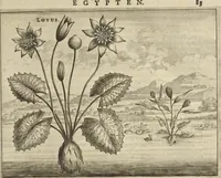 An illustration from Naukeurige beschrijvinge der Afrikaensche gewesten van Egypten, Barbaryen, Libyen, Biledulgerid, Negroslant, Guinea, Ethiopiën, Abyssinie ... : getrokken uit verscheyde hedendaegse lantbeschrijvers en geschriften van bereisde ondersoekers dier landen (1668)