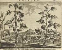 An illustration from Naukeurige beschrijvinge der Afrikaensche gewesten van Egypten, Barbaryen, Libyen, Biledulgerid, Negroslant, Guinea, Ethiopiën, Abyssinie ... : getrokken uit verscheyde hedendaegse lantbeschrijvers en geschriften van bereisde ondersoekers dier landen (1668)